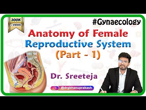 Anatomy of Female reproductive system Part 1-External Female Genitalia / Vagina - OBG Lectures USMLE