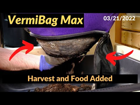 Vermibag Max - Harvesting the Bag and adding LAB 03/21/2022