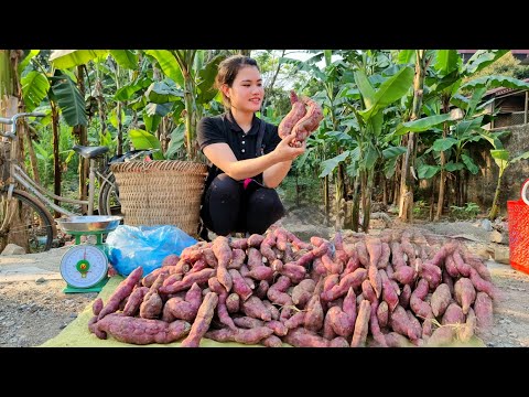 Harvesting Sweet Potato Garden goes to the market sell | Gardening -  Daily Life | Trieu Thi Thuy