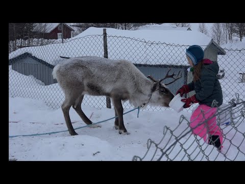 Vi matar renar i Övre Sopppero