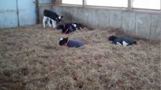 preview picture of video 'Twin Eagle Dairy: Automated Calf Feeding Barn'