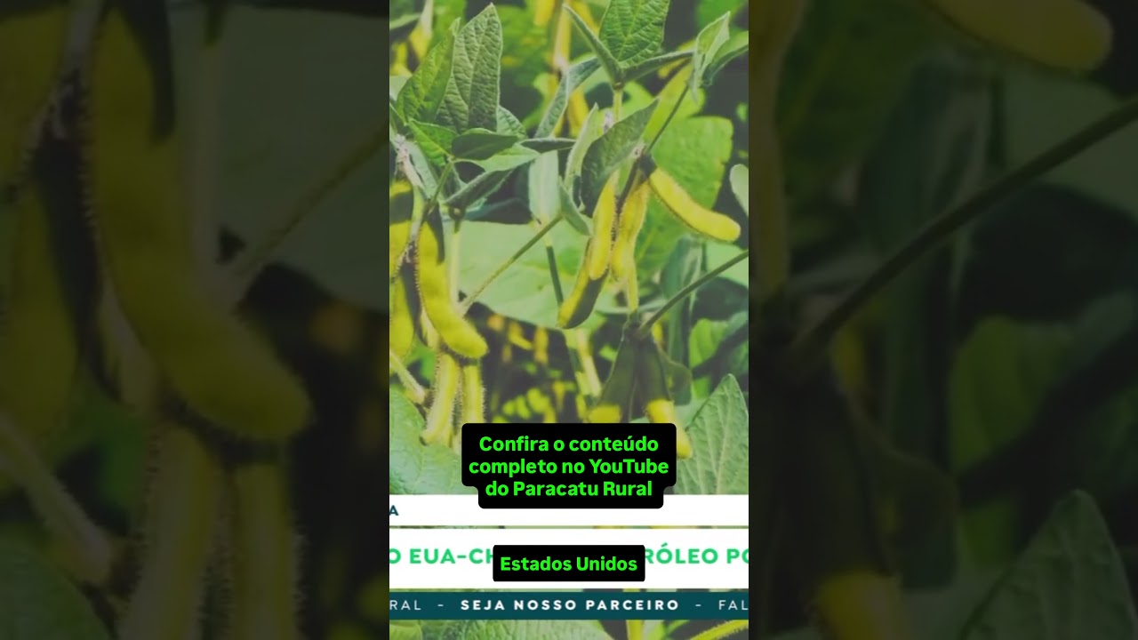 Soja, Milho e Sorgo em Alta: Reunião EUA-China e Alerta nos Fertilizantes Mudam o Mercado