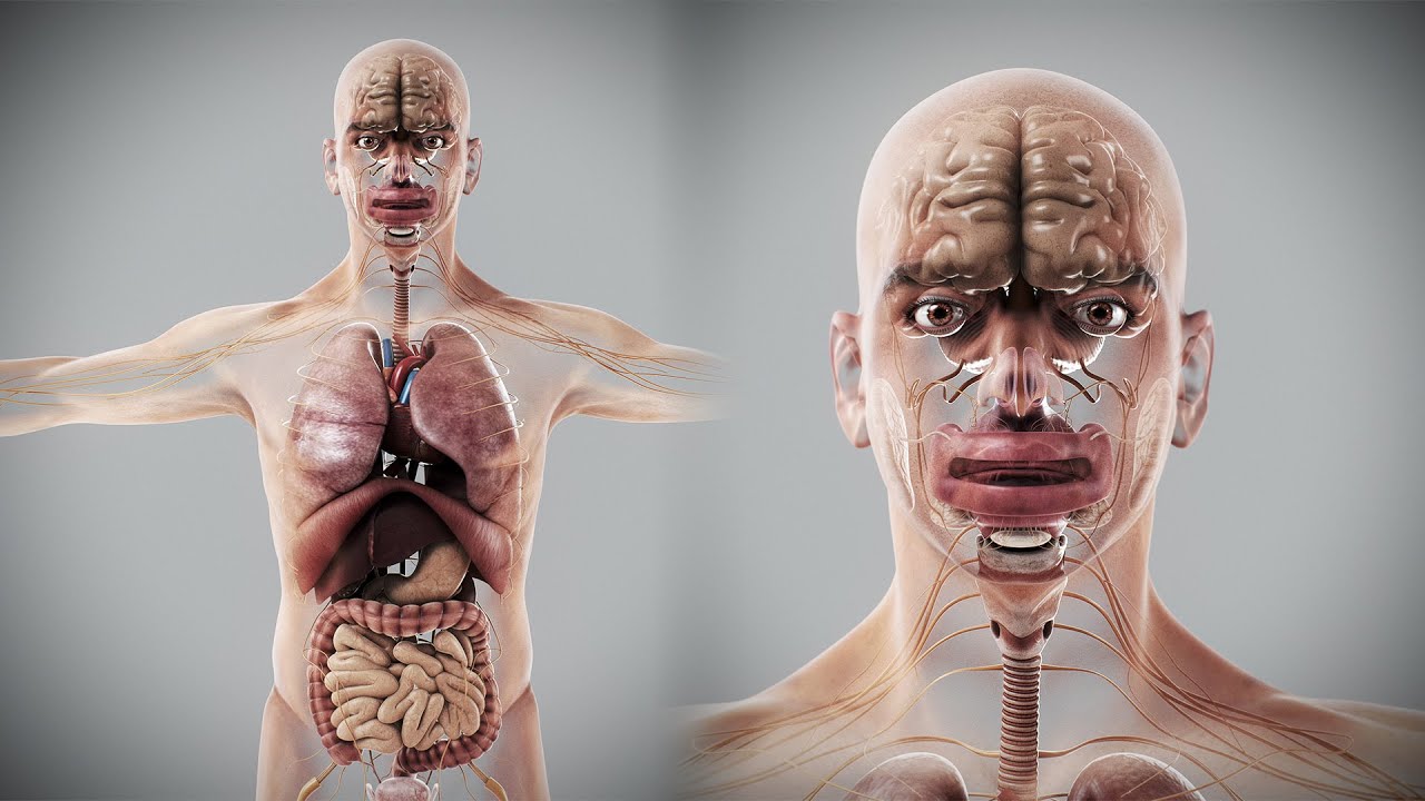 Anatomia degli organi interni maschili umani Modello 3D