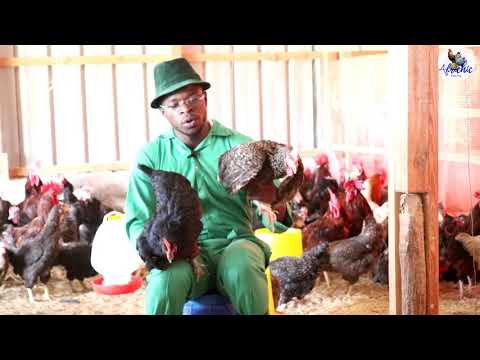 Difference between Kuroiler & KARI Chicken I chicken rearing in Kenya I Kienyeji Chicken farming