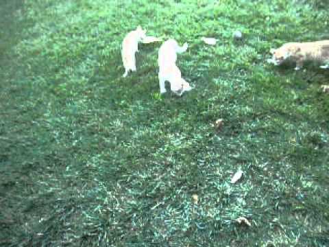 cats for the youtube 082213 002