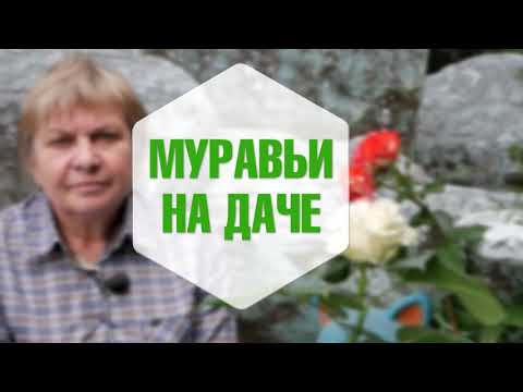 Садовые Муравьи польза или вред раскажет эксперт ХитсадТВ