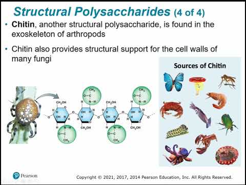 2107 Chapter 5 - Structure and Function of Large Biological Molecules