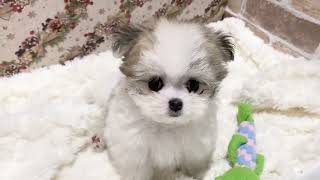 ハーフ犬の動画01