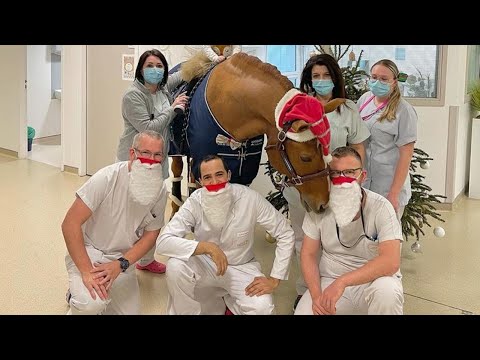 Un cavallo in corsia, il dottor Peyo che conforta i malati nell'ospedale di Calais