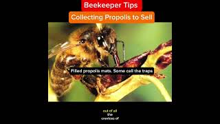 Beekeeper Tips - Collecting Propolis to Sell