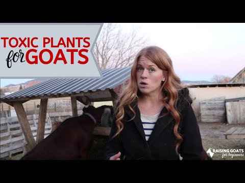 YouTube video about: Can goats eat squash plants?