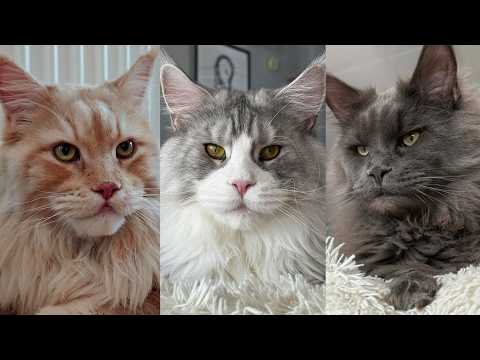 Uncle Buster Reunites With Grown-Up Kittens!