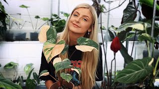 Giving my Pink plant a makeover!