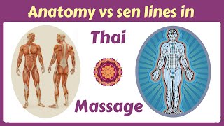 The Truth About Thai Massage And Anatomy