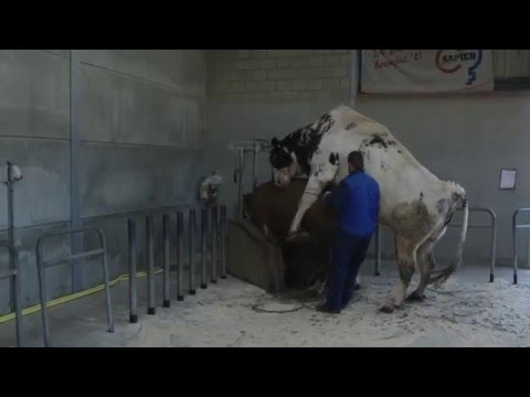 Jan rijdt rond - Jan melkt een STIER