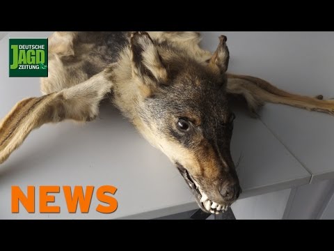 Wolf im Gepäck, Nandu-Eier in Gefahr, Reh im Parkhaus u.w. – DJZ News 19/2017