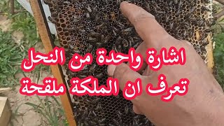  اشارة واحدة من النحل تعرف من خلالها ان الملكة  ملقحة دون الفحص الدقيق للخلية