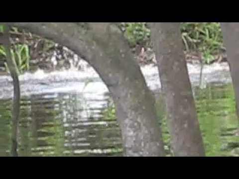 The Crocodile-Piranha Hunter