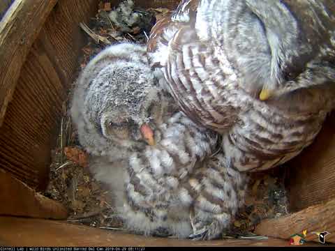 Family Nap Time On The Wild Birds Unlimited Barred Owl Cam – April 29, 2019