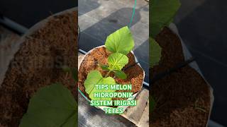 Download lagu Tanaman melon hidroponik sistem irigasi tetes anda kuning? #greenhouse #pertanian #melonhidroponik mp3 Download lagu Tanaman melon hidroponik sistem irigasi tetes anda kuning? #greenhouse #pertanian #melonhidroponik mp3