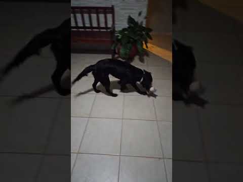 Vídeo de TIANA