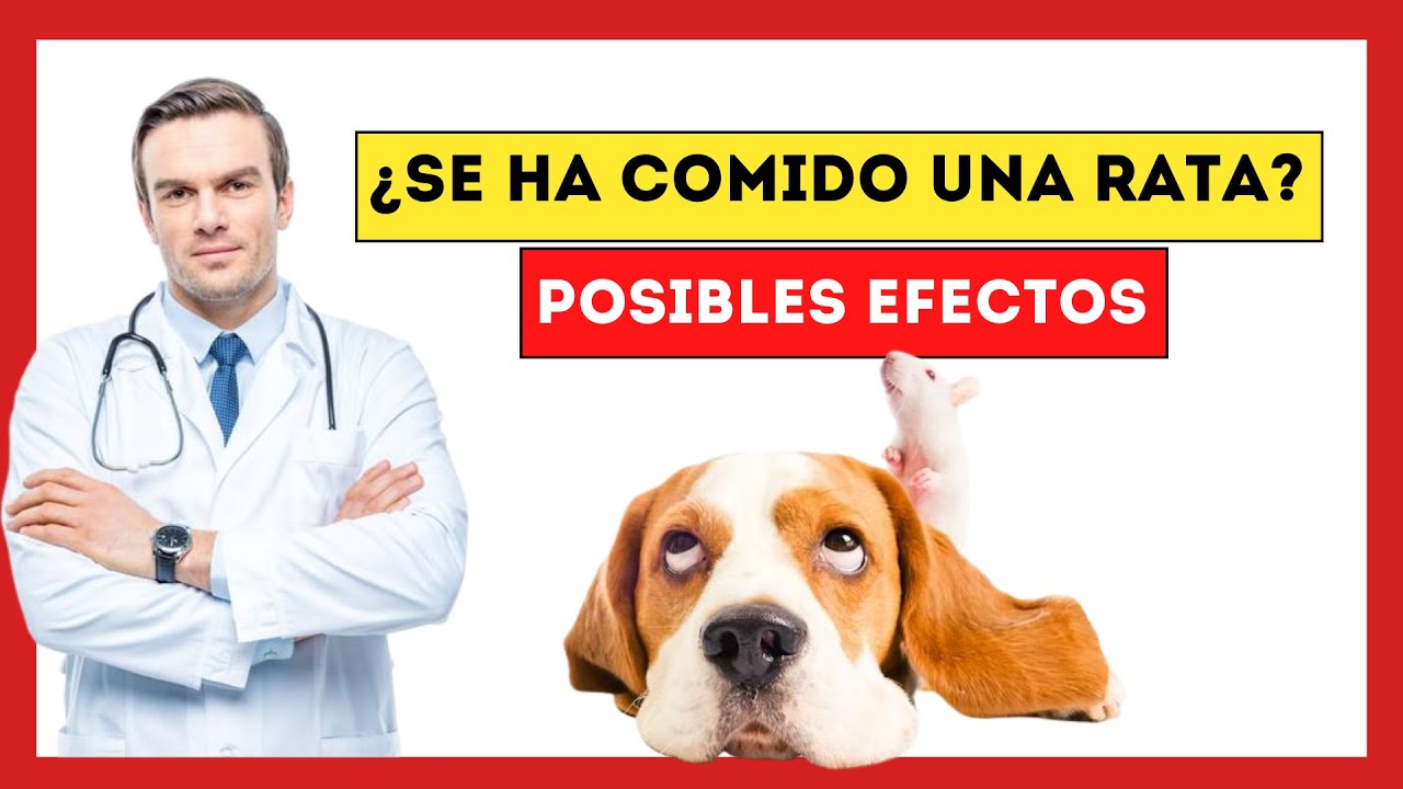 😨¿Qué Pasa si mi Perro se Come una Rata [Esto es lo que le OCURRE a tu MASCOTA ]