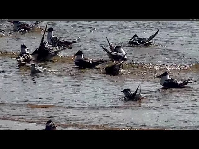 馬祖｜西莒蛇山島(燕鷗)1-即時影像