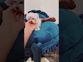 Maltese puppy for sale