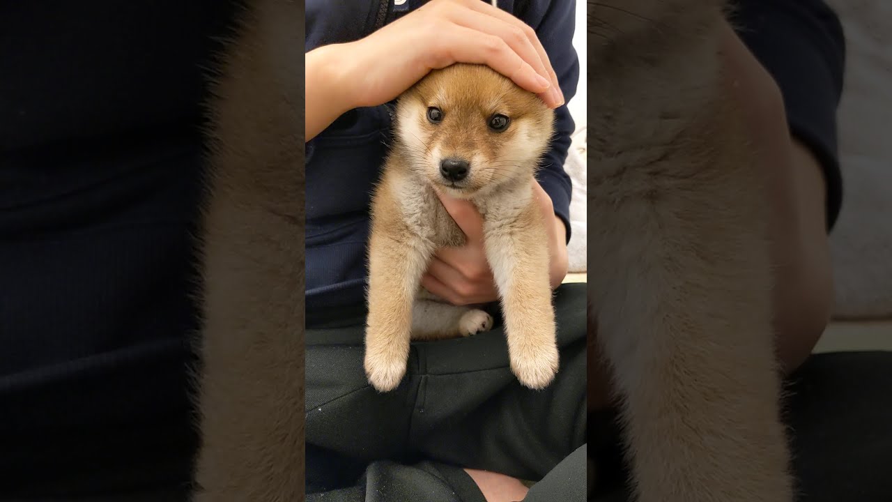 耳がぴょんっ　ぴょんっ【豆柴子犬】#shorts