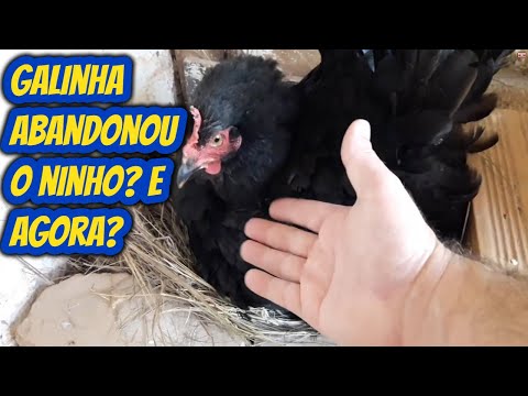 What to do when a brooding hen abandons the nest? How to avoid losing eggs? Tip