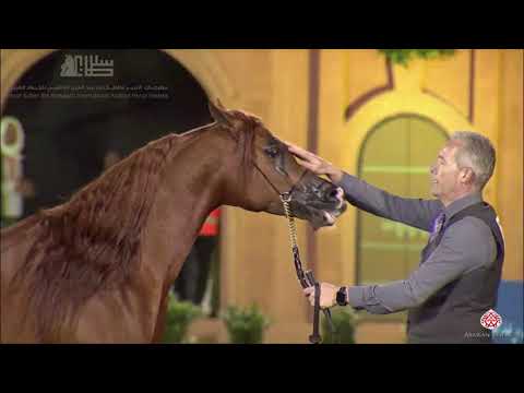 N.299 PRUSSIA MI - 2020 PSAIAHF Al Khalediah Show - Stallions 7-9 Years Old (Class 11B)