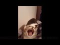 Cat Gets Bit And Screams