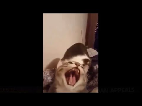 Cat Scream Gif