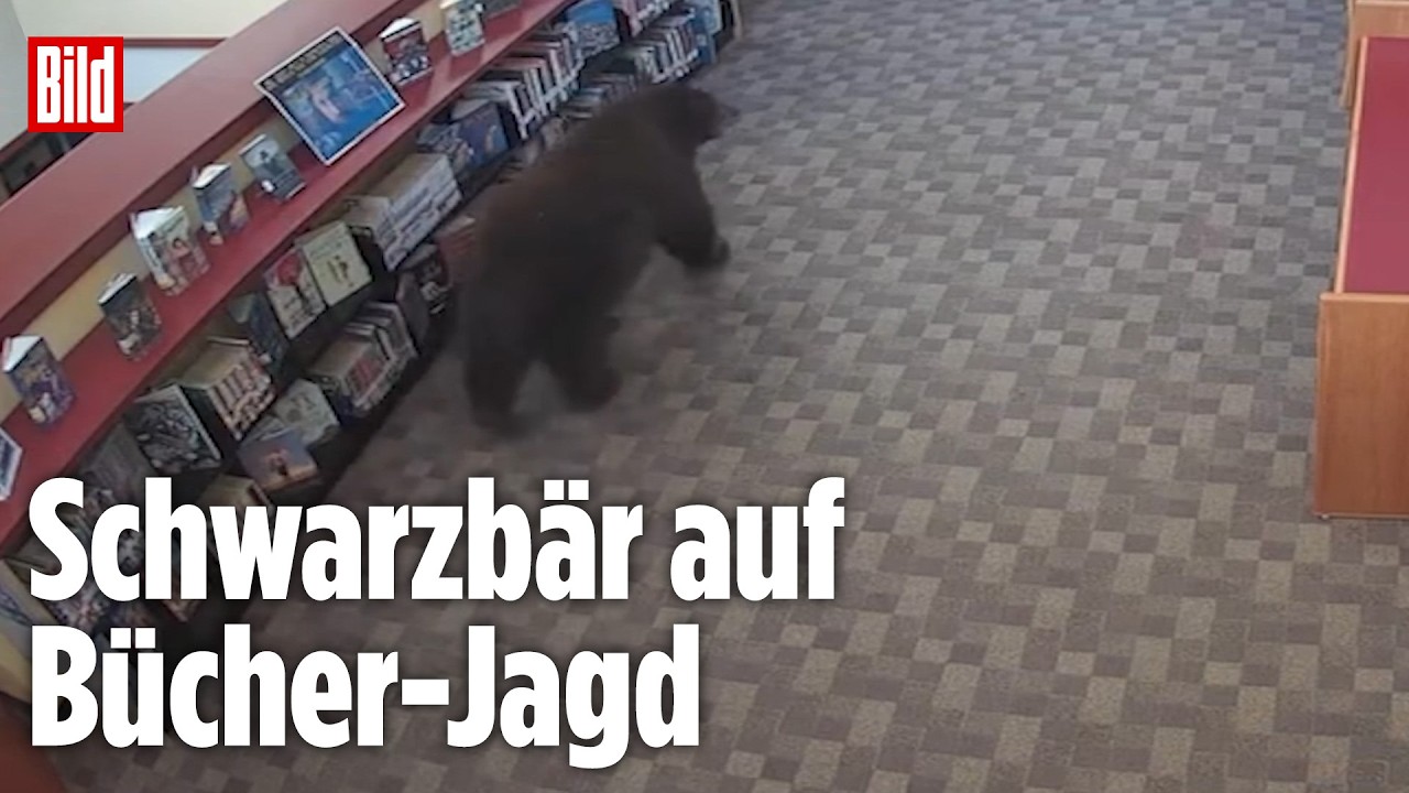 Bestseller statt Beeren: Dieser Bär braucht keinen Bibliotheksausweis