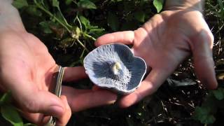Edible Blue Mushroom: Lactarius Indigo!