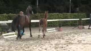 Video von Lord Pixel
