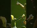 Dike Sabrina Ft Rosynta Dewi Runtah Story Wa