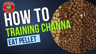 Download lagu Cara Melatih Channa Makan Pelet mp3