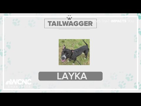 Tuesday Tailwagger: Meet Layka - YouTube