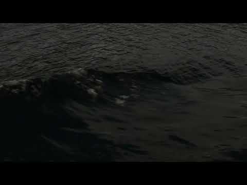 The Silent Scream of Hares by Lucia Barbagallo