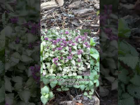 Plant this instead of pulling weeds