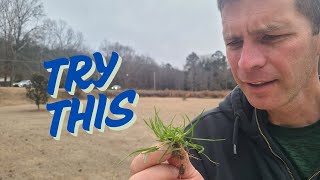 Testing 3 Herbicides on a TERRIBLE Weed