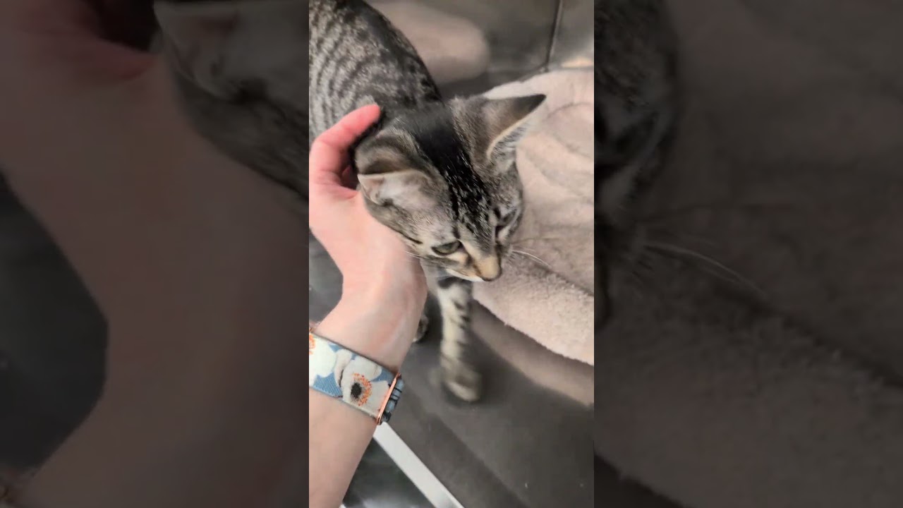 Enlarge Chad, a ADOPTABLE mixed breed in Mount Carmel, IL video 3/3