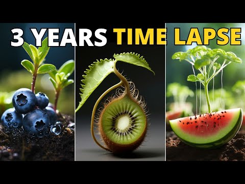 1087 Days Of Plant Growth In 15 Minutes!