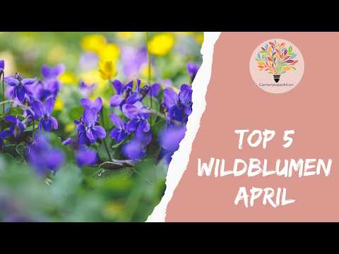 Top 5 Pflanzen im April (+Bonus): Diese Heimischen machen jetzt den Unterschied - Gartenexpedition