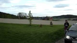 Pharao dog meets donkey.