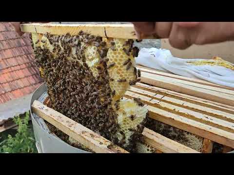 Bienen Durchsicht in der Fassbeute Projekt 74