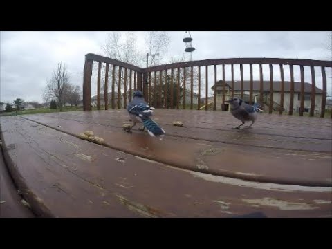 Blue Jays Picking up Peanuts from the deck