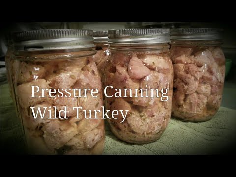 download lagu mp3 mp4 Canning Wild Turkey, download lagu Canning Wild Turkey gratis, unduh video klip Canning Wild Turkey