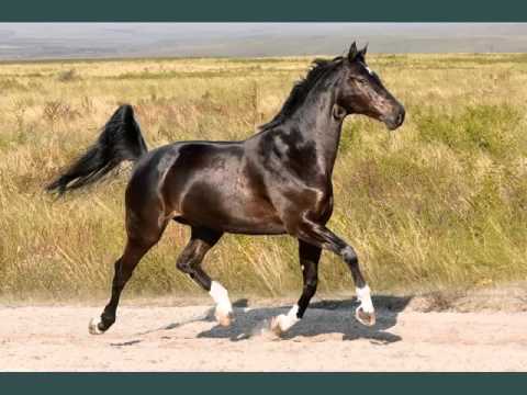 , title : 'Horse Hanoverian | Horses Picture Idea Of Horse Type Hanoverian'